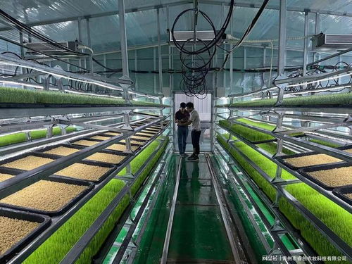 水培牧草 開啟高效、營養(yǎng)、健康的畜牧業(yè)優(yōu)質(zhì)飼料新時代